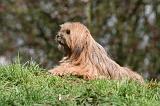LHASSA APSO 232
